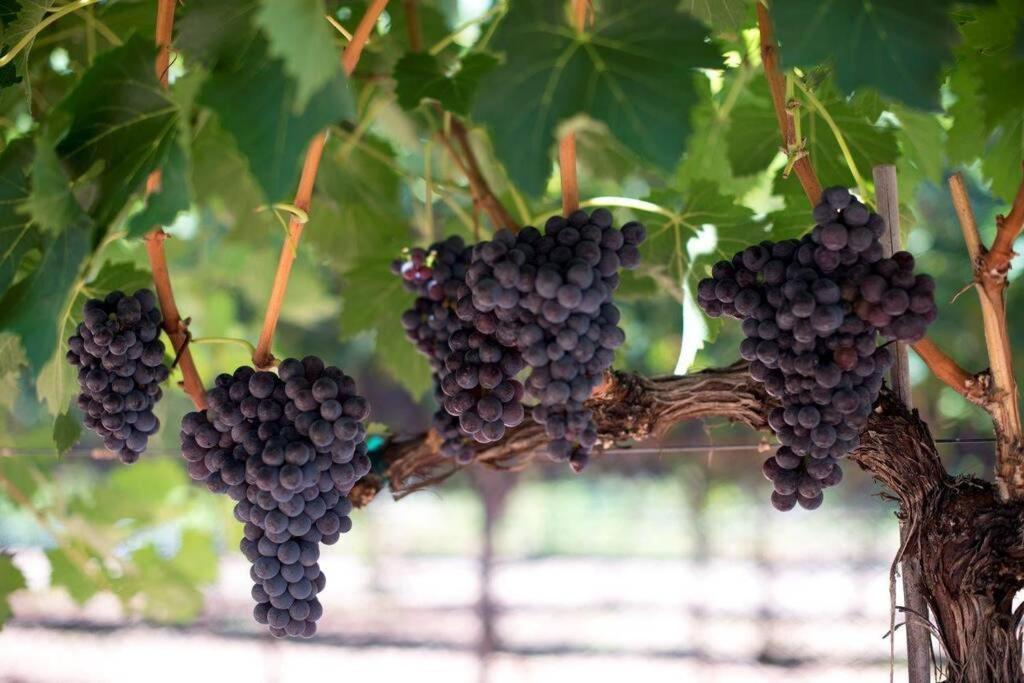 Cabernet Cottage คอตตอนวูด ภายนอก รูปภาพ